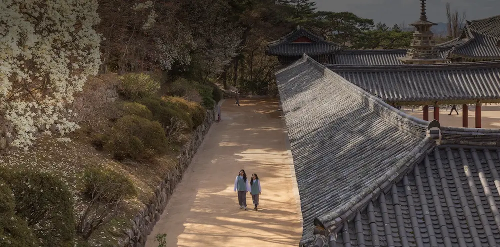 A serene monk performing a tea ceremony during a Digital Detox Korean Temple Stay, representing mental clarity